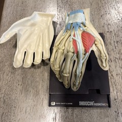 Vintage 1967 Human Hand Anatomical Display Model Merck Indocin Pharmaceutical
