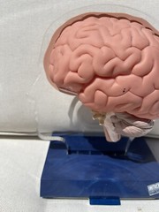 Imitrex 3D 9″ Neuroanatomy Model w Legend Brain Anatomy Medical Advertising
