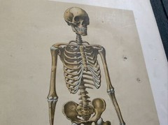 Antique Medical Anatomy Book Embalmer Anatomy Book Binder 1903