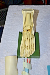 c1960s MEDICAL MODEL Anatomical FOOT Muscles Bones Dohme Indocin