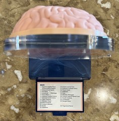 Imitrex (Sumatriptan) 3D 9″ Neuroanatomy Model with Legend – Brain Anatomy