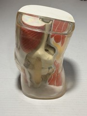 Vintage 1962 Plastic Knee Model Merck & Co Medical Scale Model