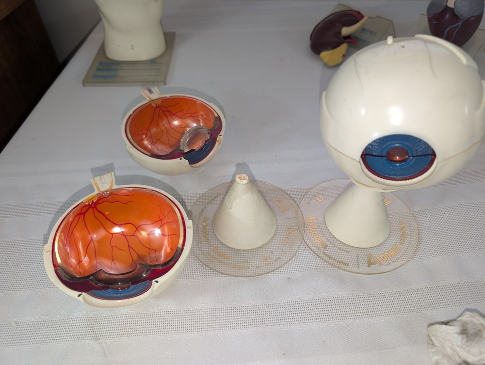 1960s Merck Pharmaceutical Advertising Model „Aldomet Methyldopa“ Eye Model