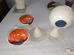 1960s Merck Pharmaceutical Advertising Model „Aldomet Methyldopa“ Eye Model