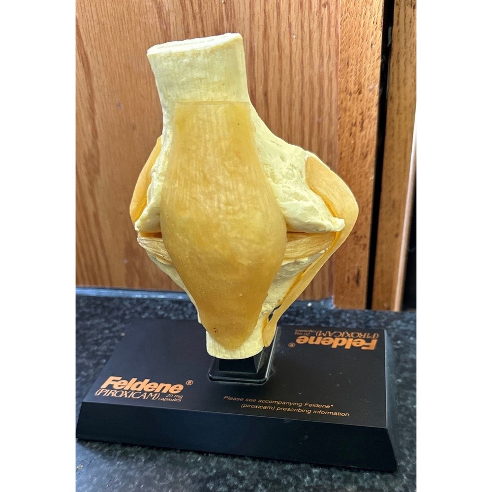 Vtg Feldene Piroxicam Knee Anatomical Pharmaceutical Model 1970’s Base 8″