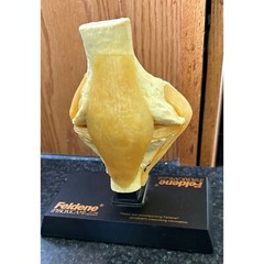 Vtg Feldene Piroxicam Knee Anatomical Pharmaceutical Model 1970’s Base 8″