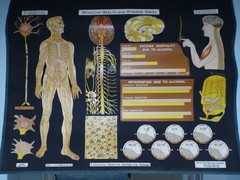 „THE NERVOUS SYSTEM“ 1930S PULL DOWN MEDICAL CHART , DENOYER GEPPERT 44X36