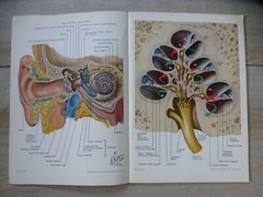 VINTAGE LOT OF 8 Ciba Clinical Symposia issues, 1950s – 1970s