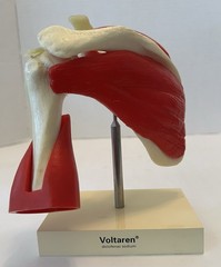 Vintage Voltaren Shoulder Model Pharma Promo Medical Anatomy Art