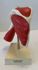 Vintage Voltaren Shoulder Model Pharma Promo Medical Anatomy Art