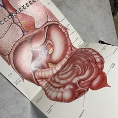 1975 Eli Lilly Pharmaceutical Medical Illustrations Of Surgical Anatomy Macabre