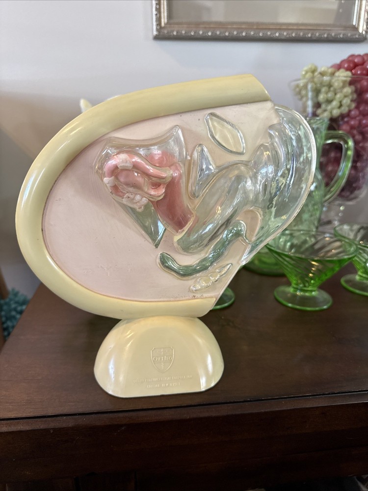 VINTAGE ORTHO PHARMACEUTICAL FEMALE REPRODUCTIVE ANATOMY MODEL Excellent Look