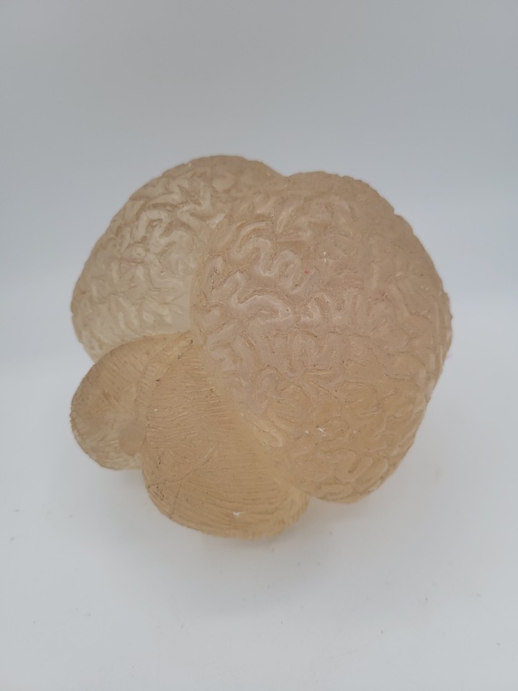 Vintage Lucite Acrylic Brain Cerebellum Model Medical Pharmaceutical Science