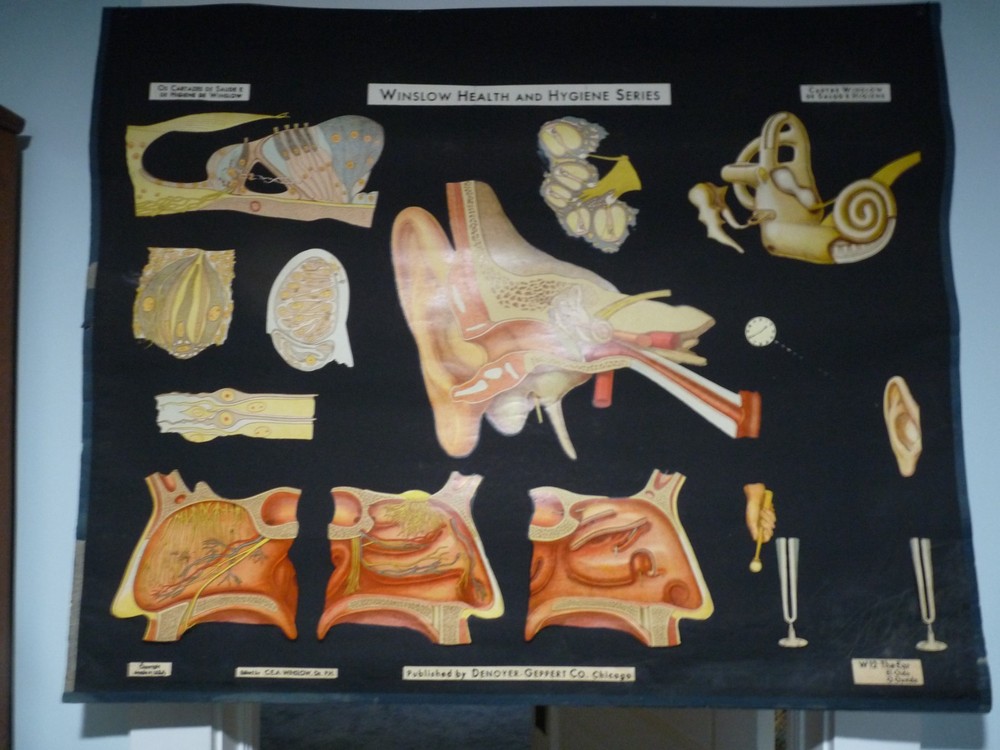 „THE EAR“ 1930S PULL DOWN MEDICAL CHART , DENOYER GEPPERT 44X36