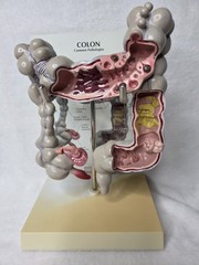 Colon Display GPI Anatomicals 2001