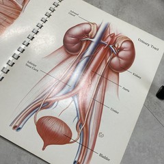 1975 Eli Lilly Pharmaceutical Medical Illustrations Of Surgical Anatomy Macabre