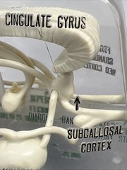Vintage Librium Brain Anatomical Model Roche Laboratories Libritabs c1950s RARE
