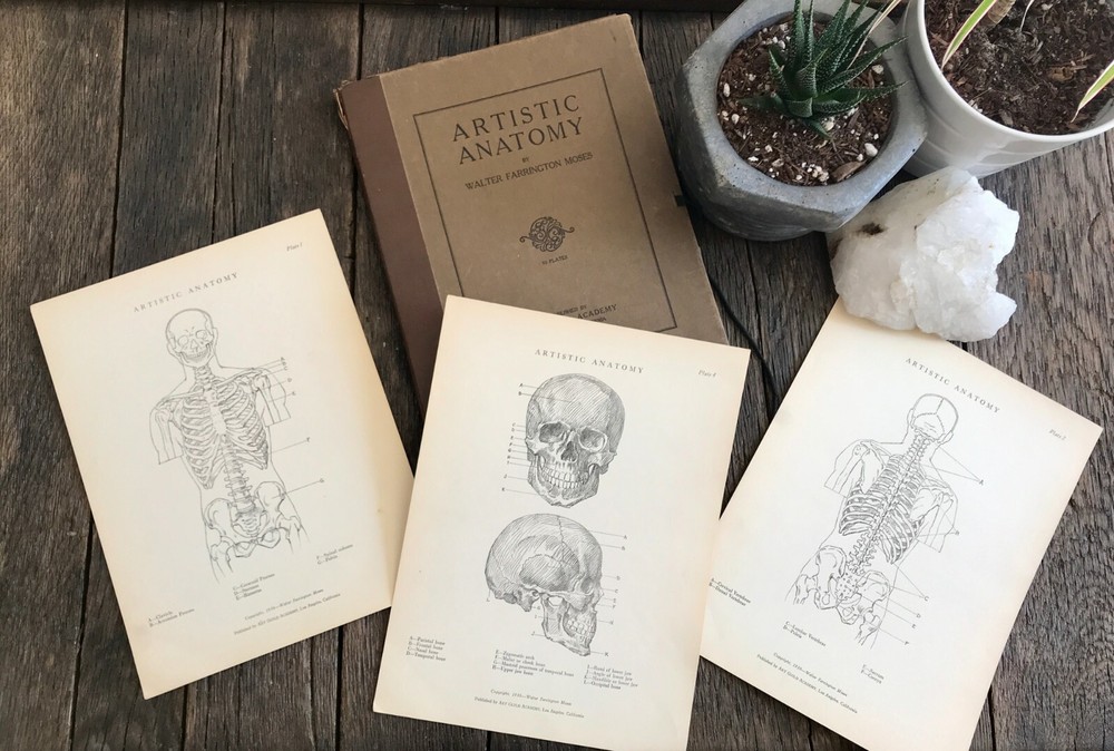 1930 Anatomical drawing Set Of 50 „Plates“ From The Art Guild Academy Of LA