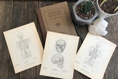 1930 Anatomical drawing Set Of 50 „Plates“ From The Art Guild Academy Of LA