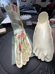 Vintage Merck Benemid/Indocin Advertising Display Foot Anatomical Store Model