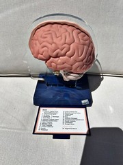 Imitrex 3D 9″ Neuroanatomy Model w Legend Brain Anatomy Medical Advertising