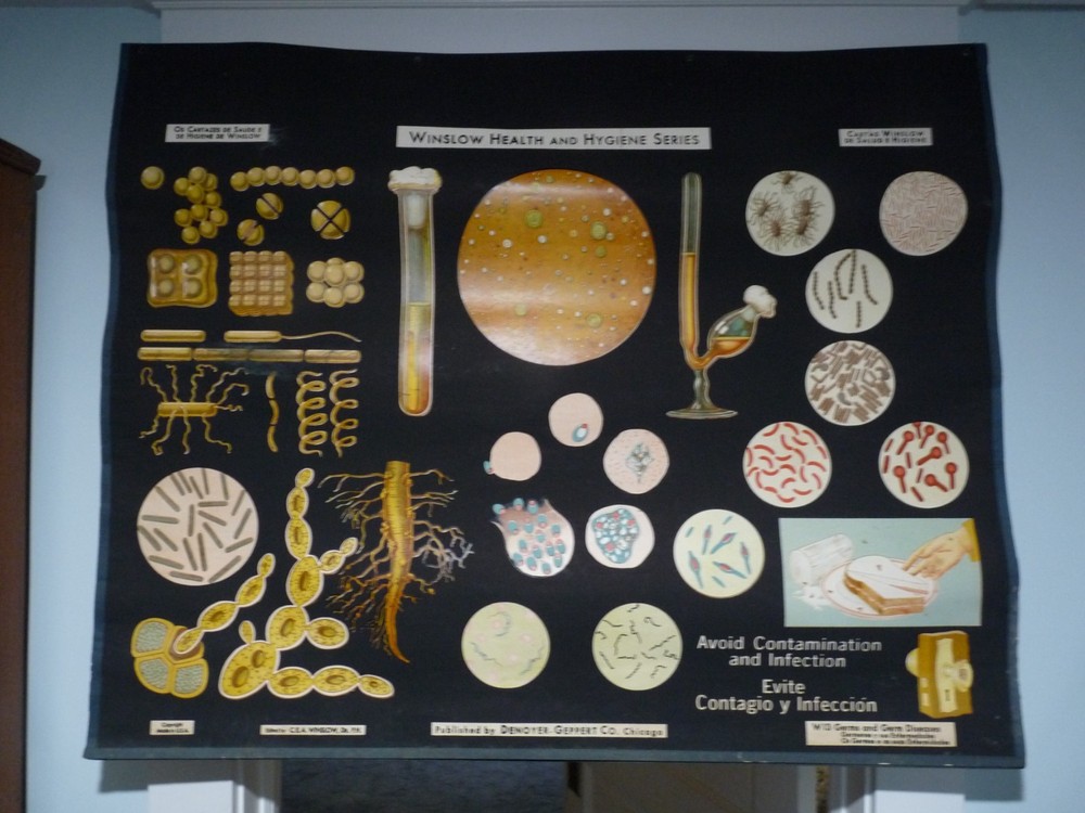 „GERMS & GERM DISEASES“ 1930S PULL DOWN MEDICAL CHART , DENOYER GEPPERT 44X36
