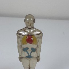 Vintage Diuril Hydro Male Medical Anatomy, 6.5″ Female Waist Measurement Rep