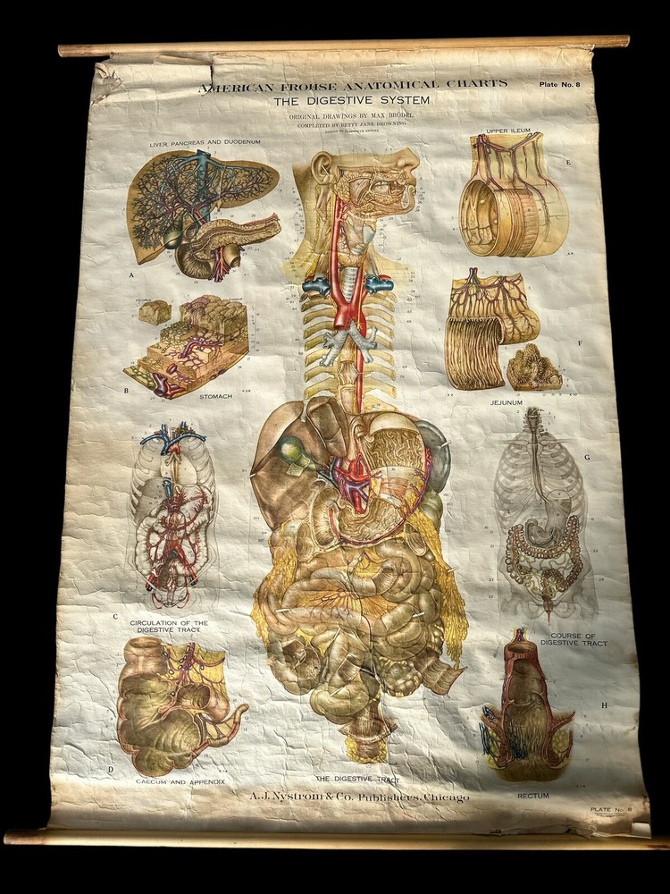 Vintage 1947 Nystrom Digestive System Lithograth Classroom Chart Poster