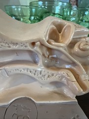 Vintage 1960’s Human Ear Anatomically Correct Beecham Sporin Otic Look