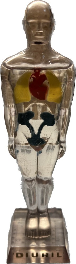 DIURIL VINTAGE MEDICAL ADVERTISING ANATOMY FIGURINE VISIBLE MALE MERCK & CO