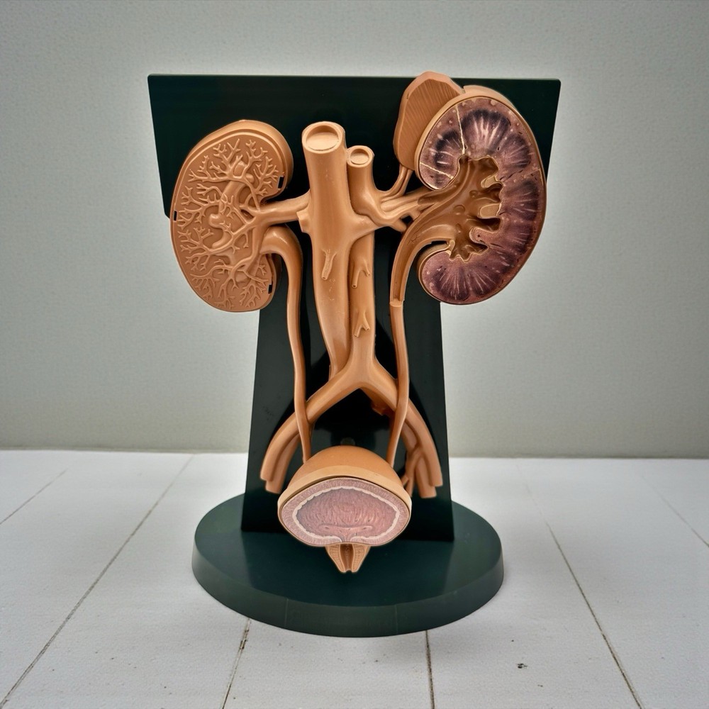 URINARY TRACT ANATOMY MODEL Medical DISPLAY Pharmaceutical RX Advertising Roche