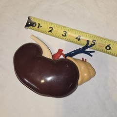 Vintage 1961 Merck & Co Pharmaceuticals Plastic Model Human Kidney Organ 5″