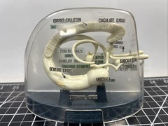 Vintage Librium Brain Anatomical Model Roche Laboratories Libritabs c1950s RARE