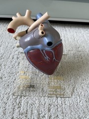 Vintage Merck Sharp Dohme Anatomical Heart Model Diuril Aldomet Drug Rep
