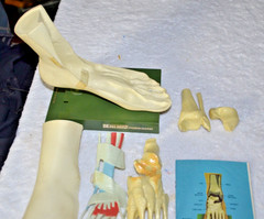 c1960s MEDICAL MODEL Anatomical FOOT Muscles Bones Dohme Indocin