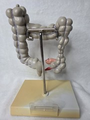 Colon Display GPI Anatomicals 2001