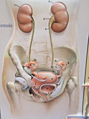 Ortho-McNeil Pharmaceutical Levaquin Genitourinary System Display Model