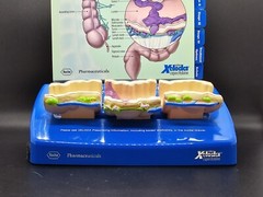 NIB Roche Pharmaceutical Xeloda Colon Cancer Anatomical Model & Chart Display