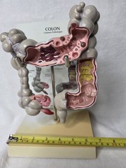 Colon Display GPI Anatomicals 2001