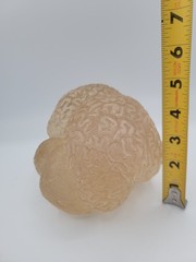 Vintage Lucite Acrylic Brain Cerebellum Model Medical Pharmaceutical Science