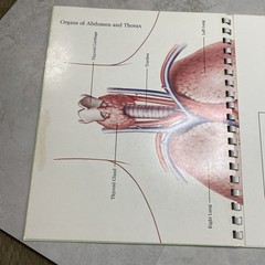 1975 Eli Lilly Pharmaceutical Medical Illustrations Of Surgical Anatomy Macabre