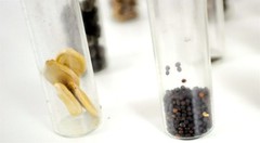 Lot of Vintage Glass Vials w/ Organic Seeds