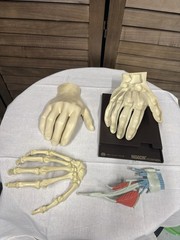 1967 MEDICAL HAND MODEL Anatomical Merck Sharp Dohme Indocin Advertising