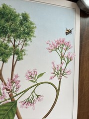 Vintage 1991 Cinchona Tree Pharmacy History Pharmacist Poster Afrin Promo Swag