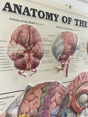 Rare Vintage ADDERALL Shire 3D Anatomy of the Brain Pharmaceutical Medical Chart
