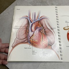 1975 Eli Lilly Pharmaceutical Medical Illustrations Of Surgical Anatomy Macabre