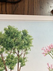 Vintage 1991 Cinchona Tree Pharmacy History Pharmacist Poster Afrin Promo Swag