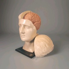 Vintage ELAVIL Anatomical Head w/ Removable Brain 1970s MSD Pharmaceutical Promo