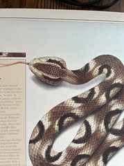 Vintage 1991 Pit Viper Venom Pharmacy History Pharmacist Poster Afrin Promo Swag