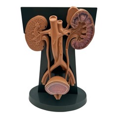 URINARY TRACT ANATOMY MODEL Medical DISPLAY Pharmaceutical RX Advertising Roche
